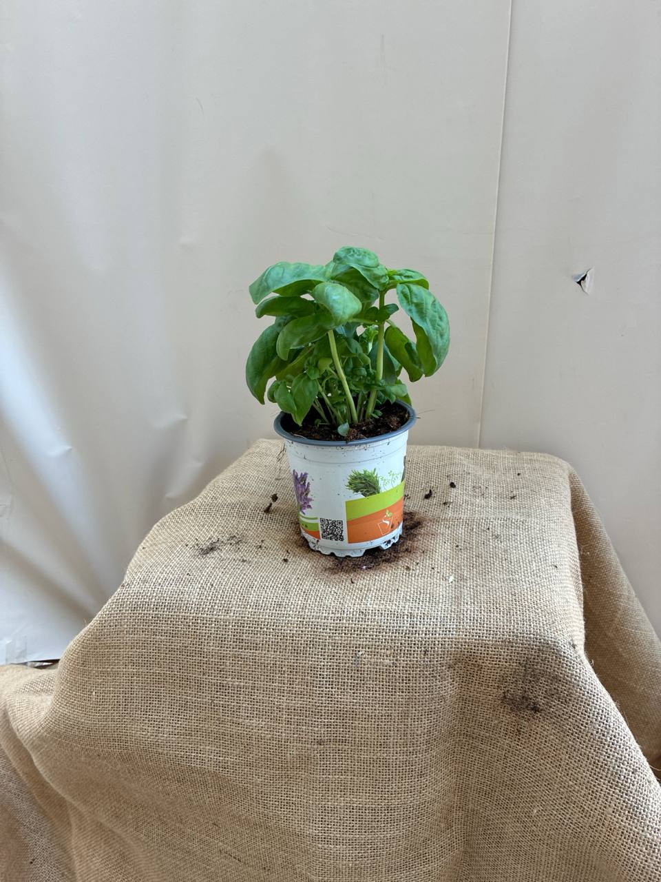 Basil