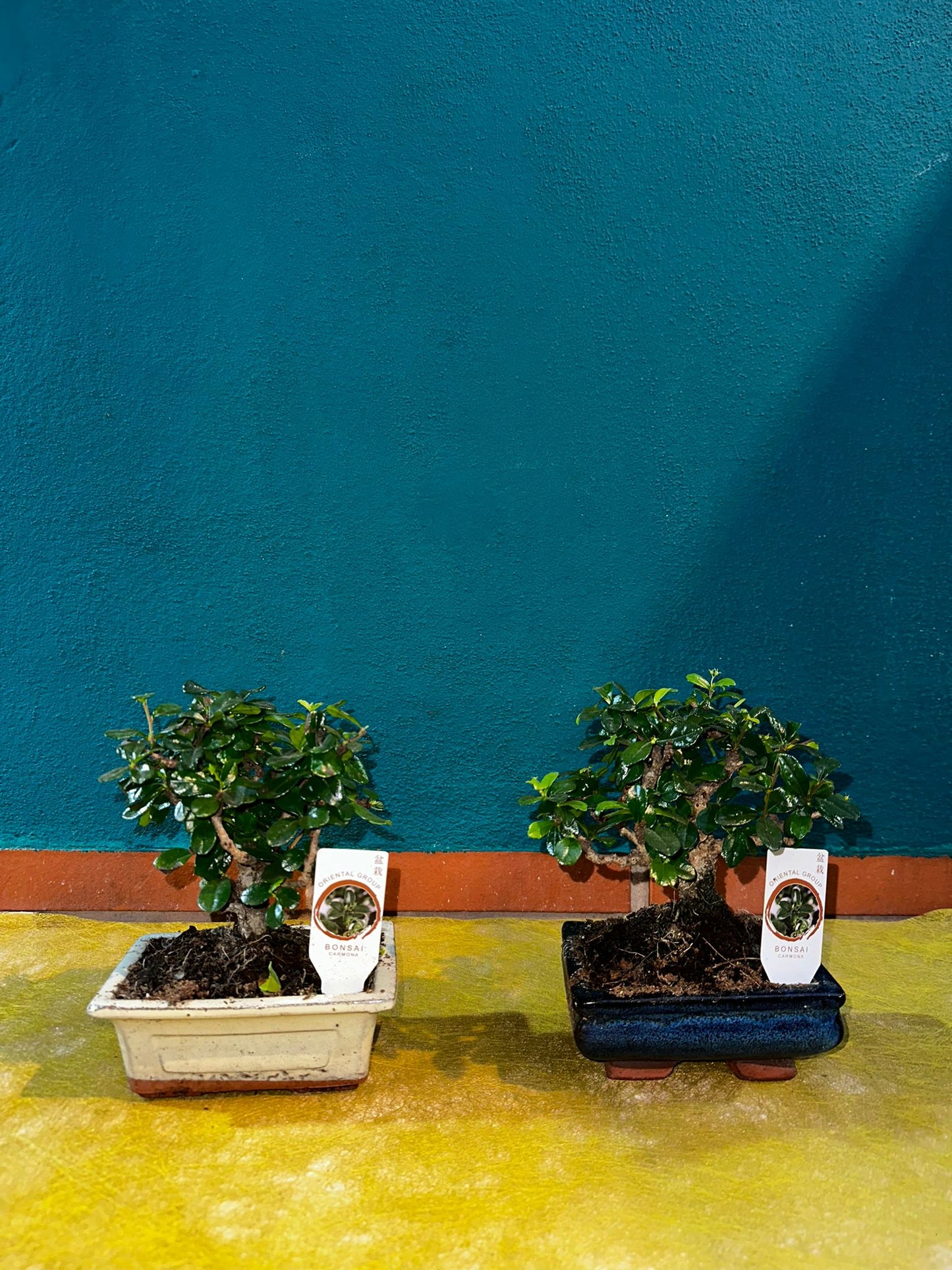 Bonsai Carmona 4 años