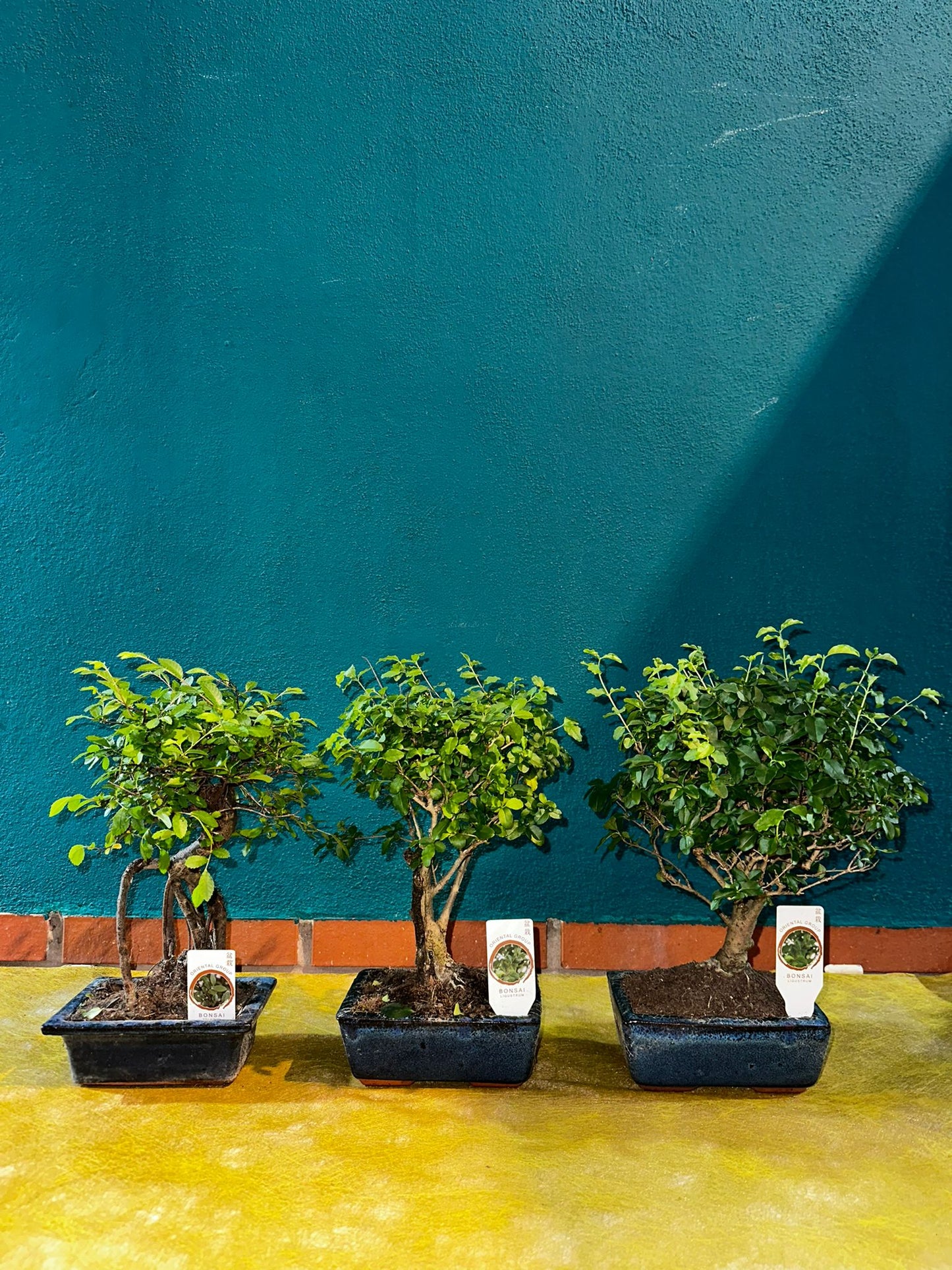 Bonsai ligustrum 4 años