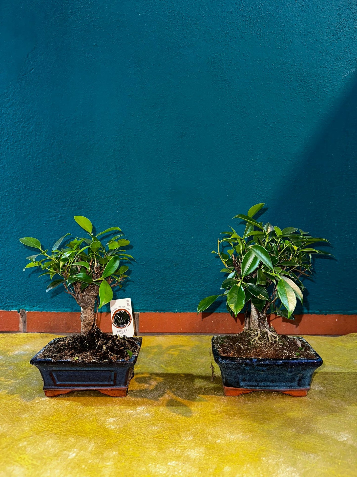 Bonsai ficus nítida 4 años
