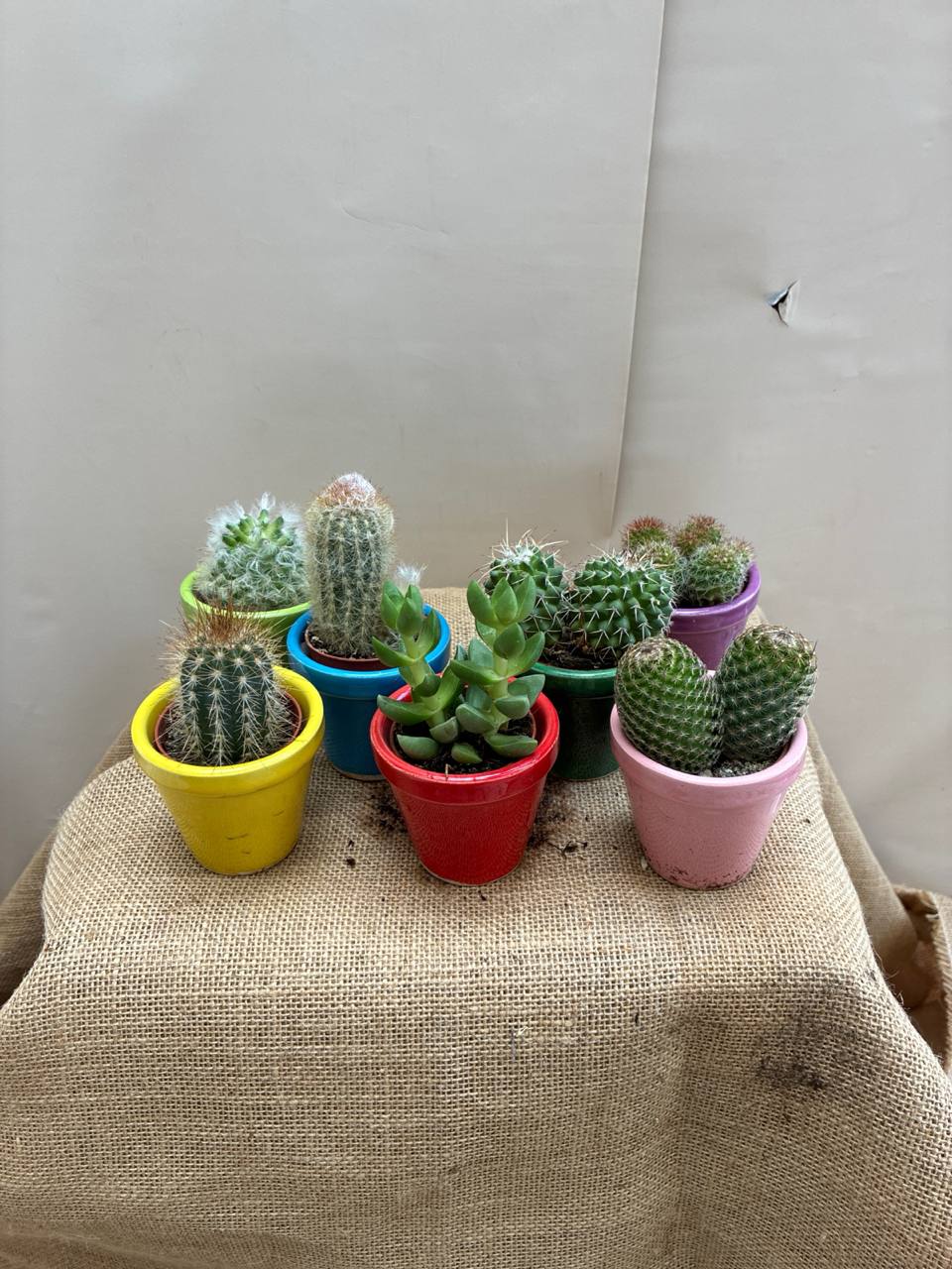 Cactus Mini con Cerámica