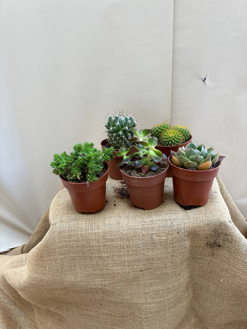 Cactus en maceta