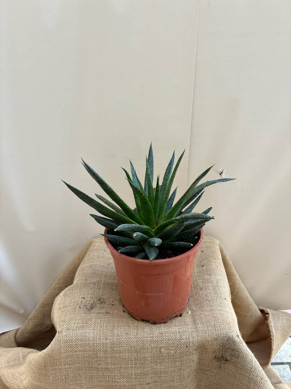 Large Cactus 16cm
