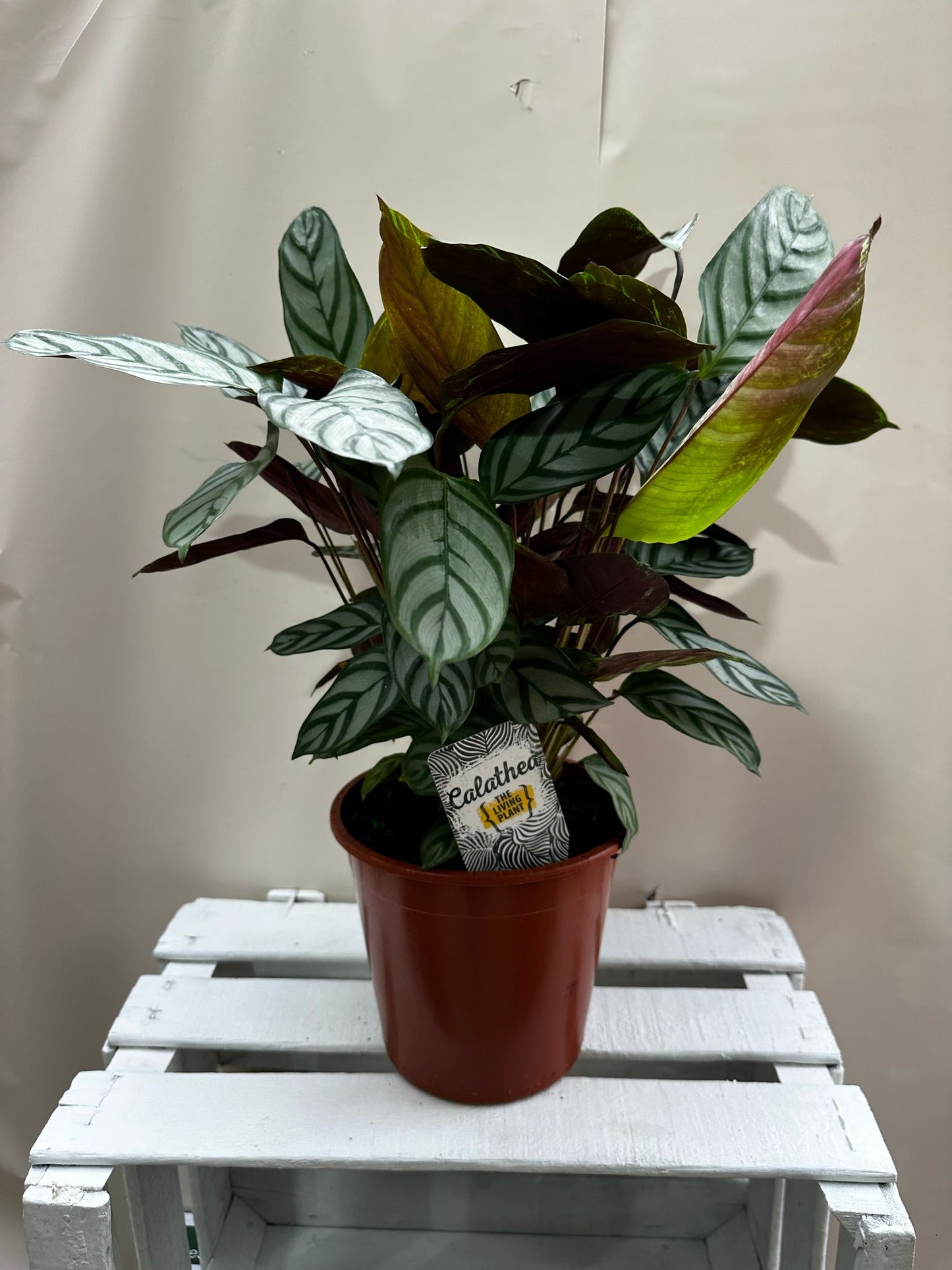 Calatea Bicolor 60cm