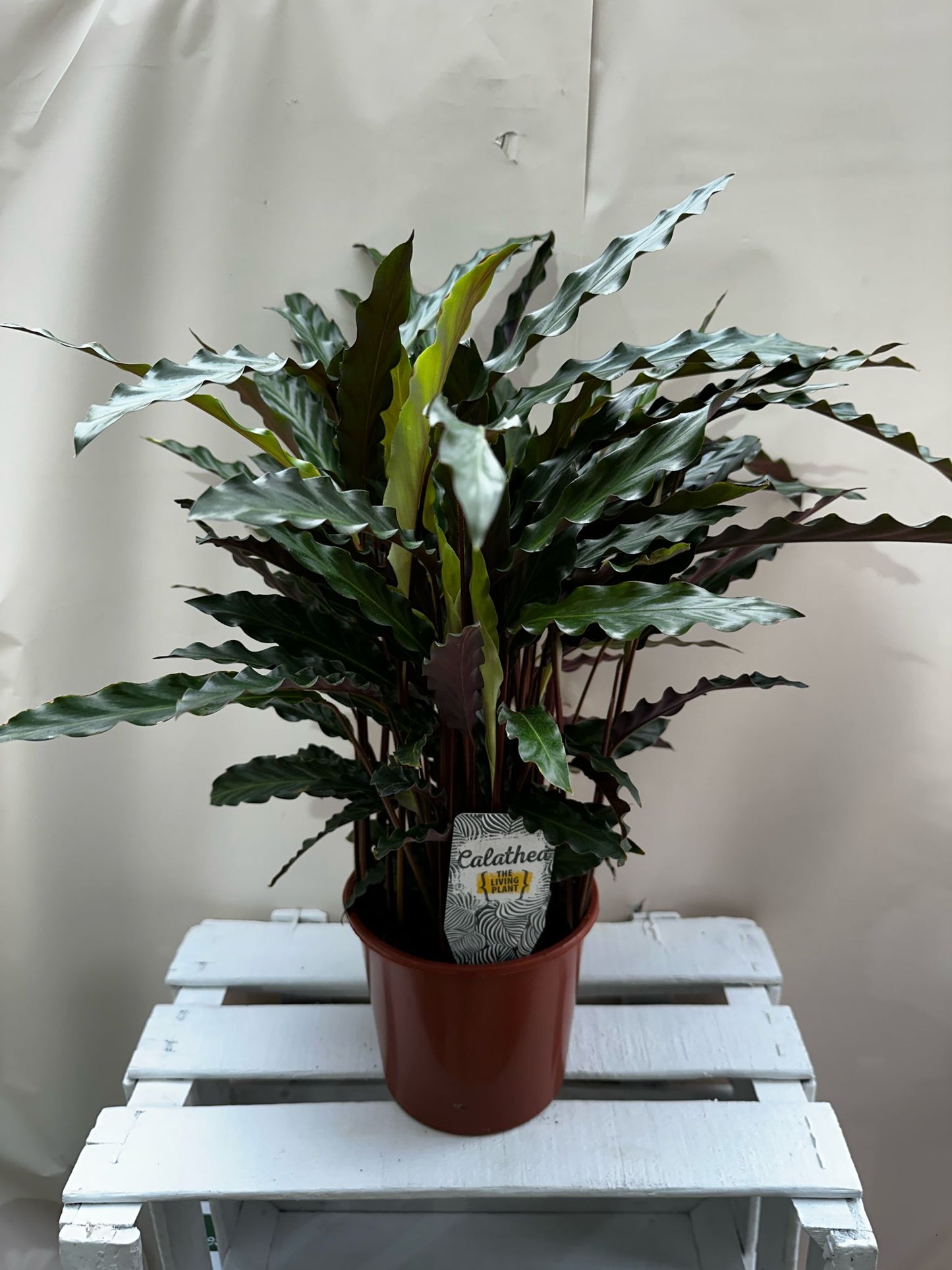 Calatea Pluma de Indio 60cm