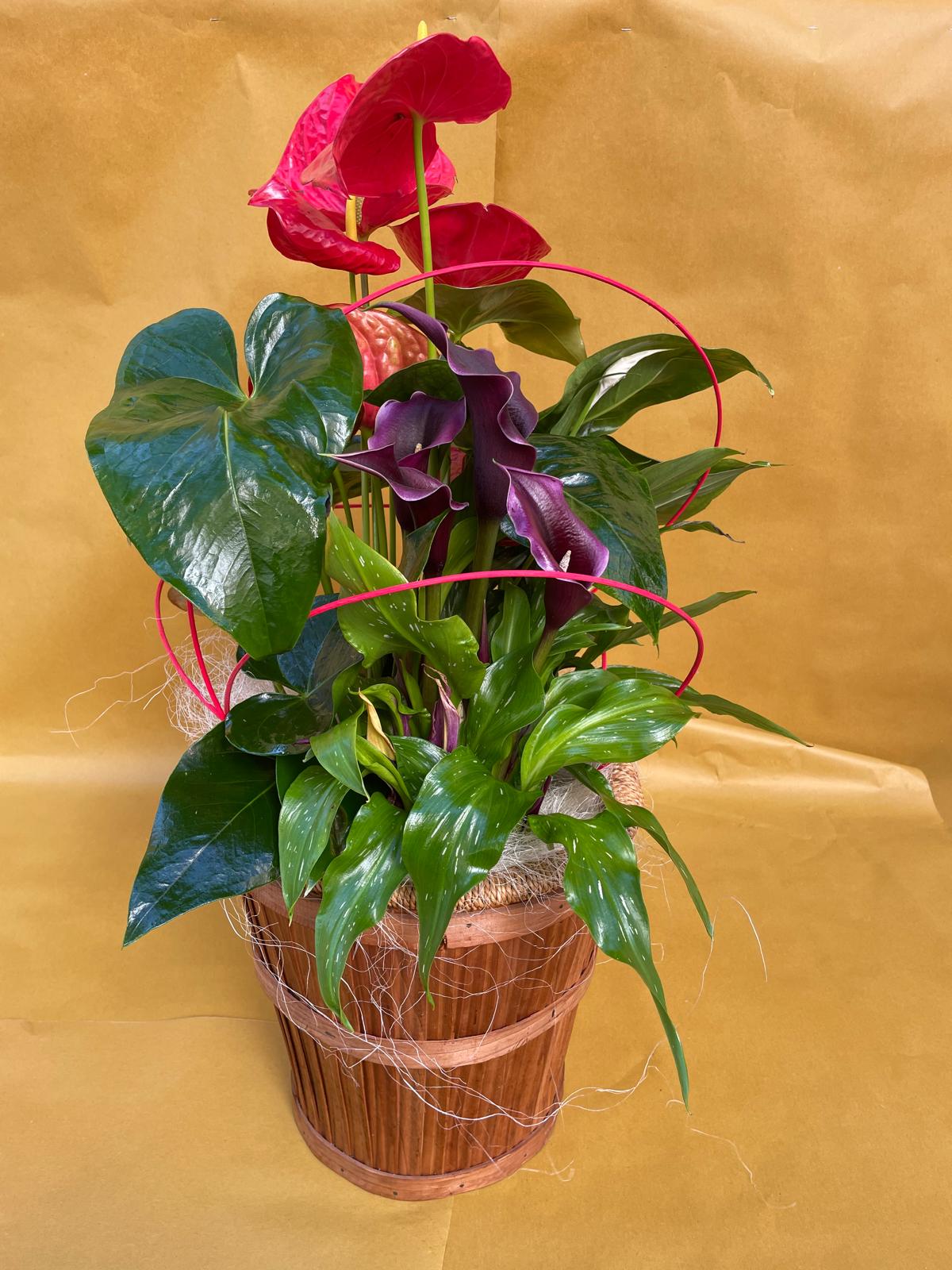 Cesta Botánica con Anturio