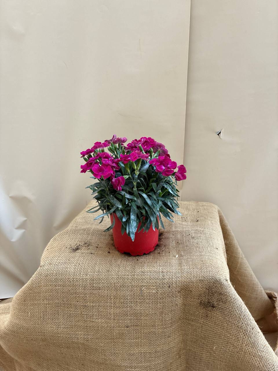 Mini Carnations