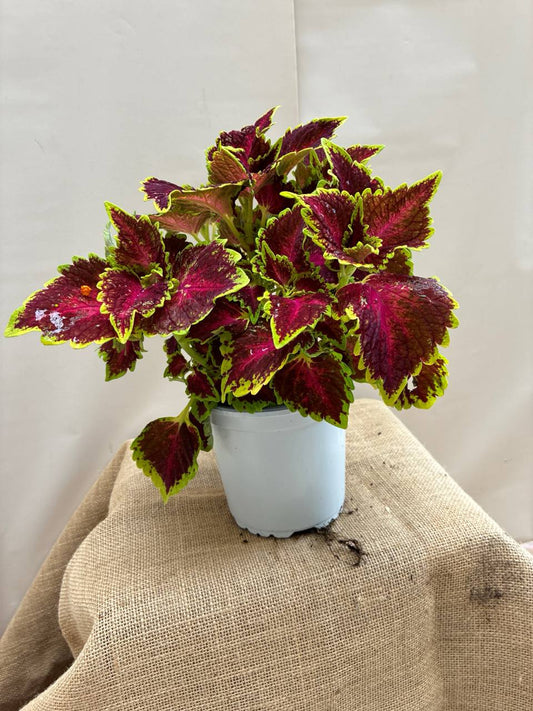 Coleus