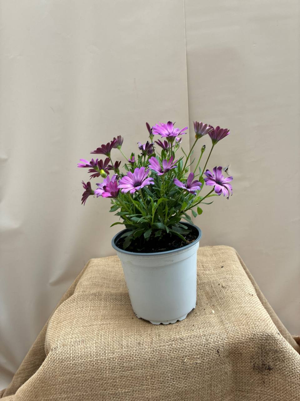Dimorphotheca