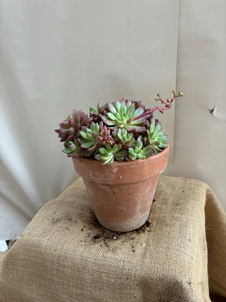 Echeveria Exemplary