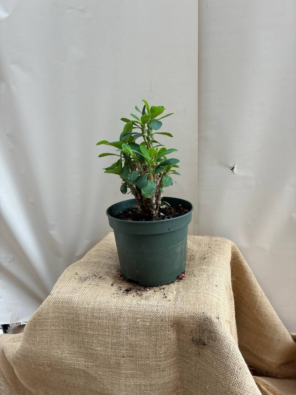Euphorbia Milli