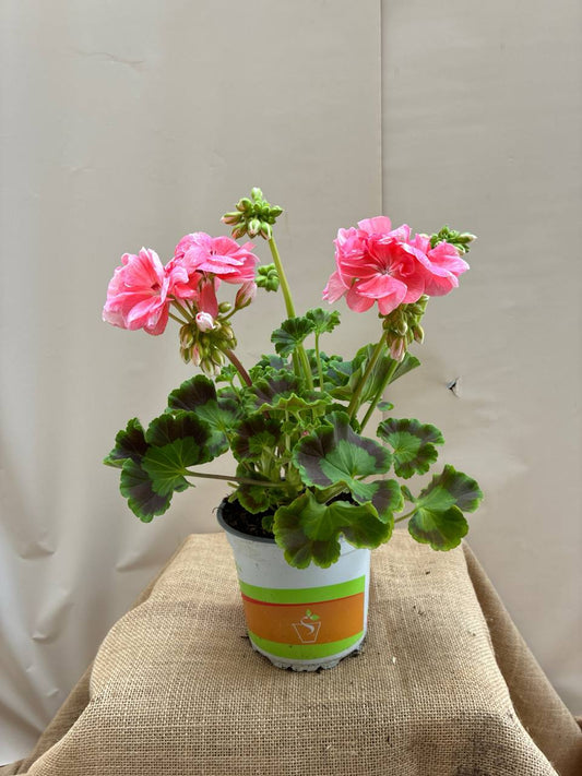 Geranium