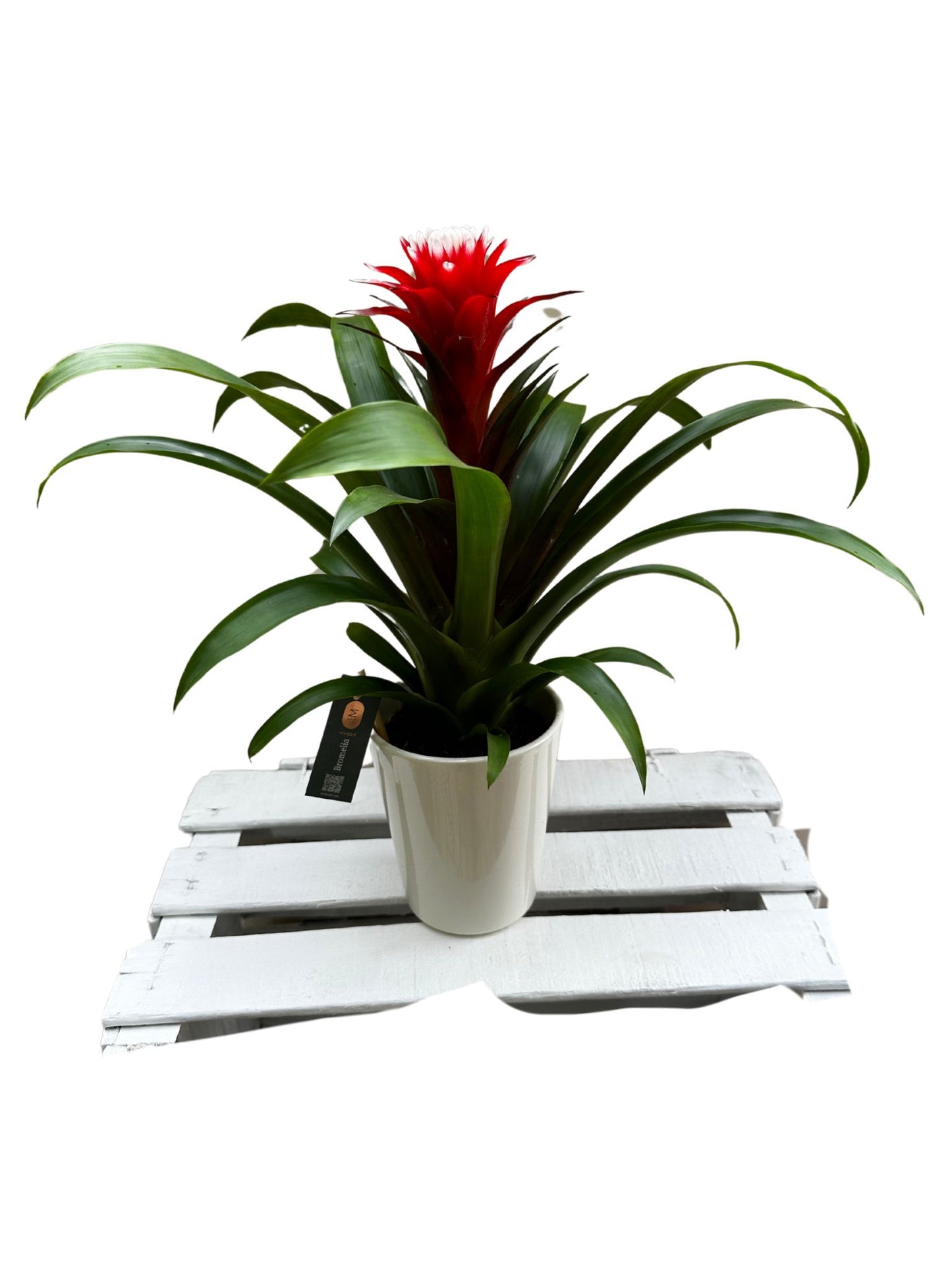 Guzmania
