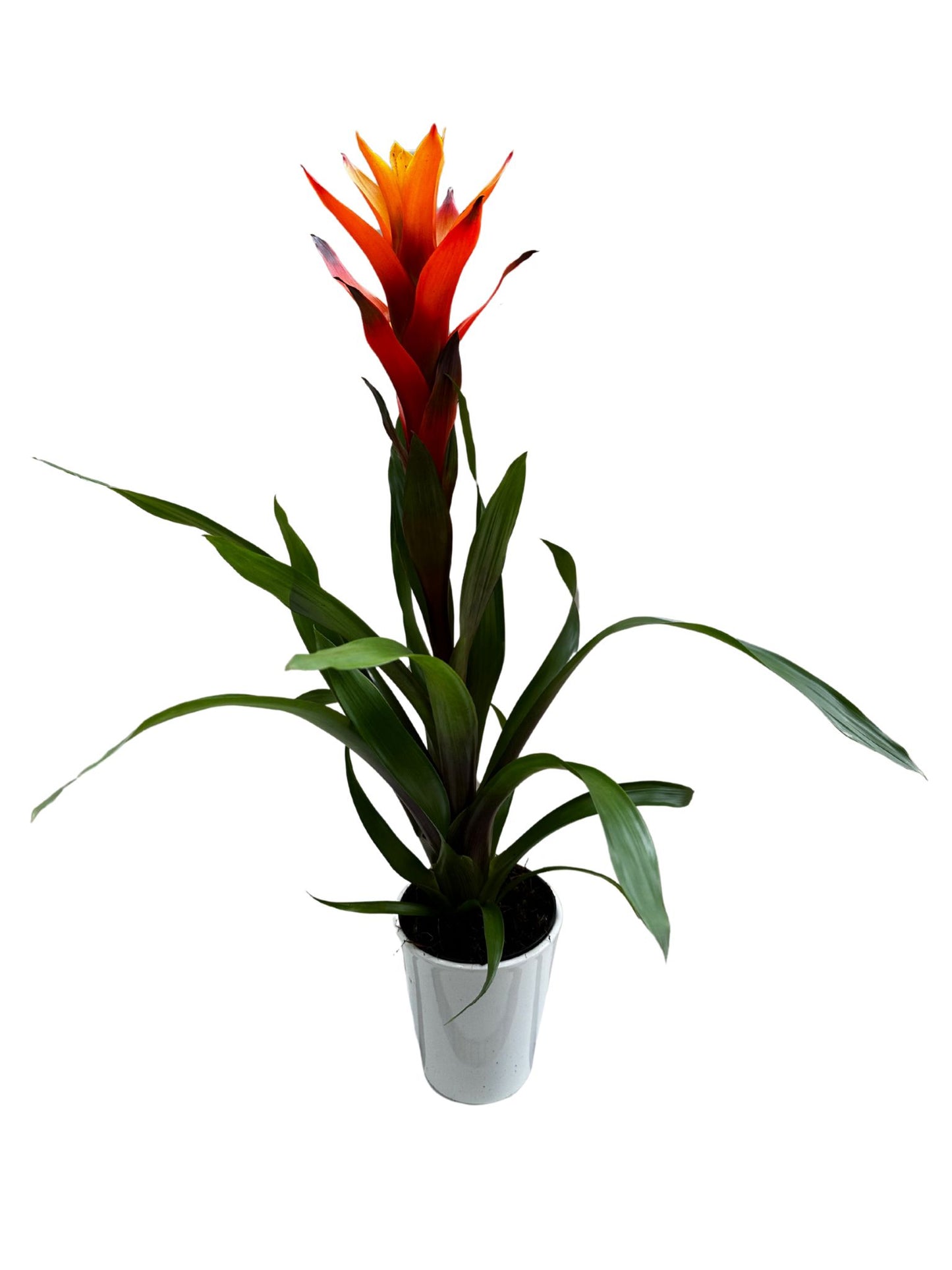 Guzmania