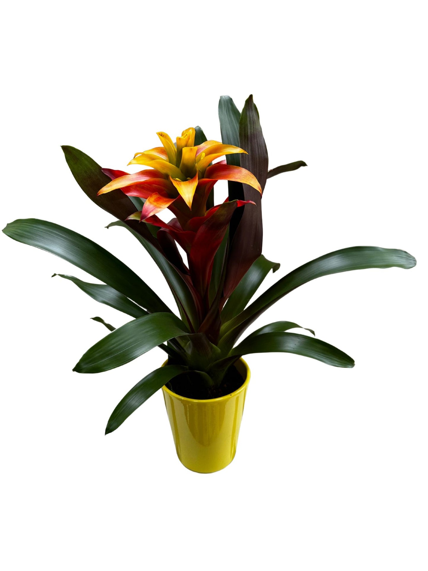 Guzmania