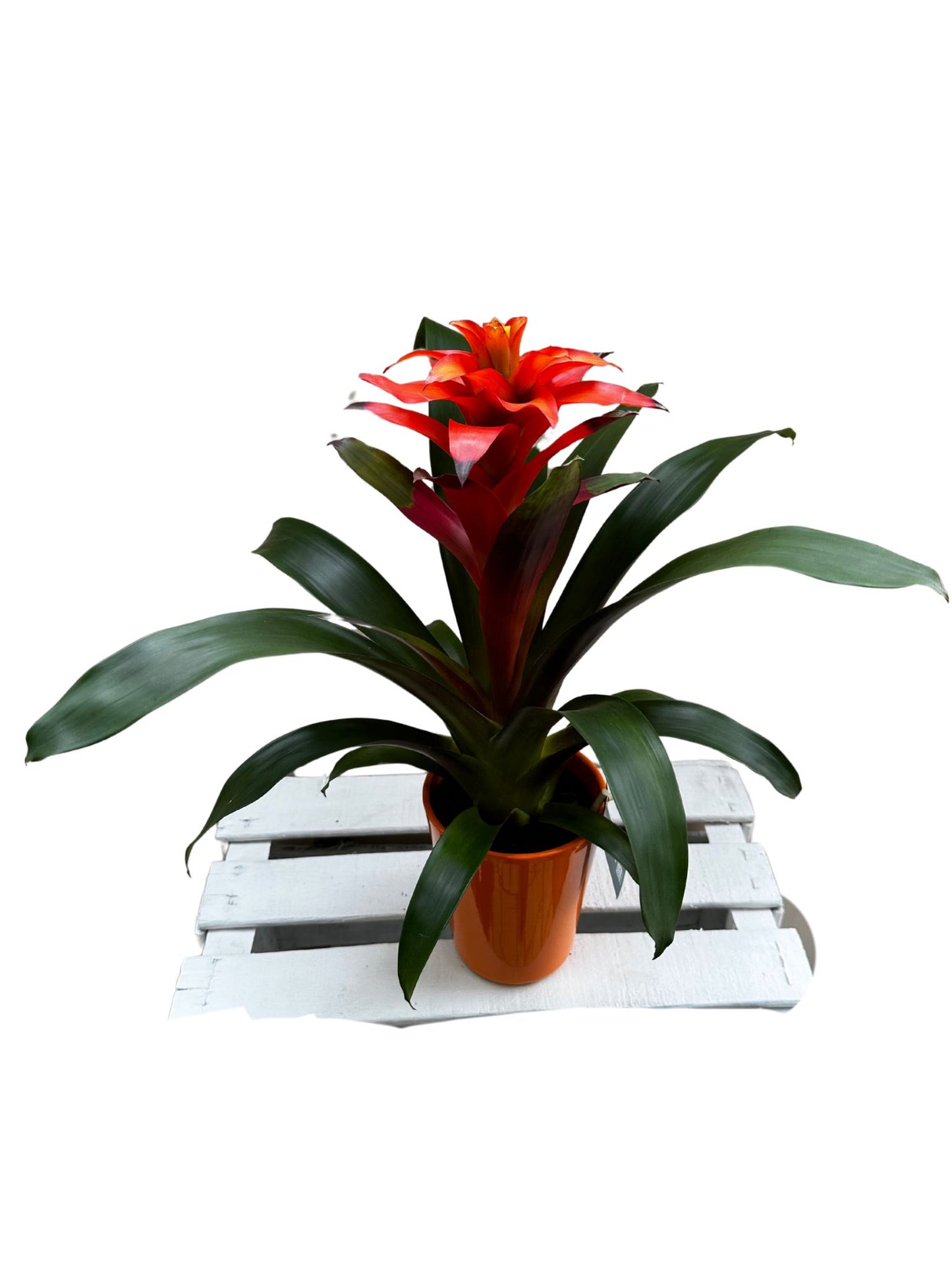 Guzmania