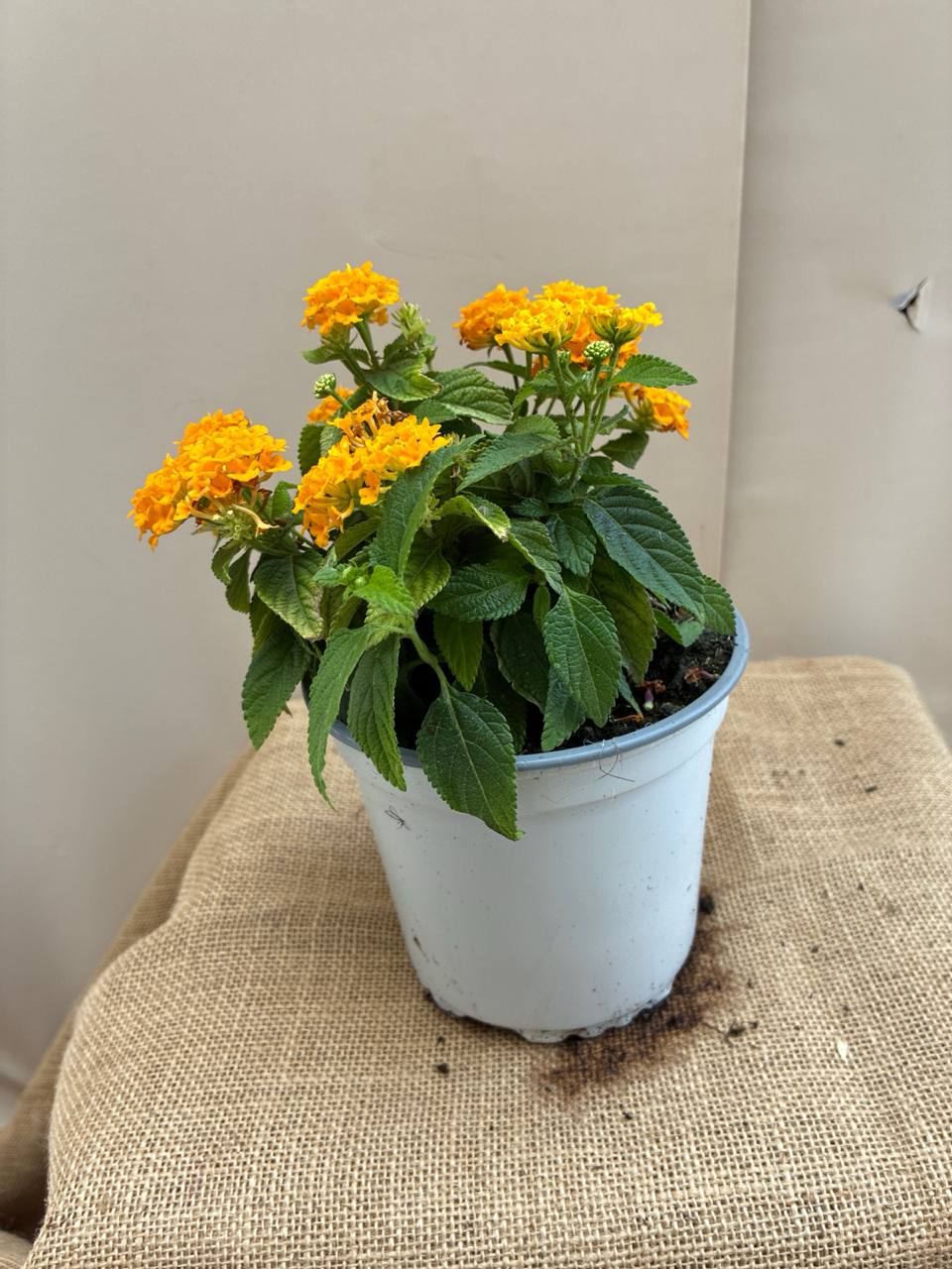 Lantana