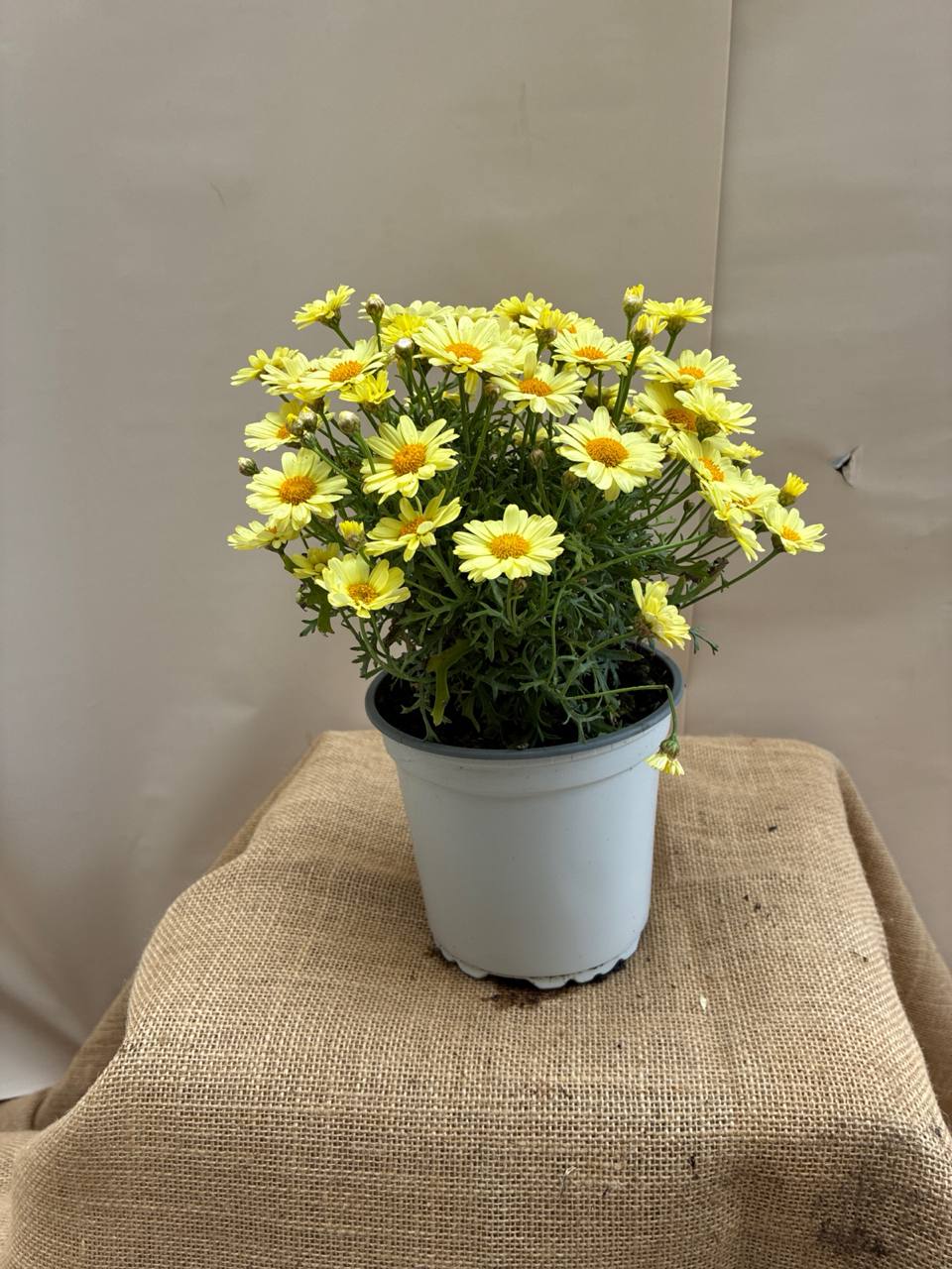 Margarita Anthemis