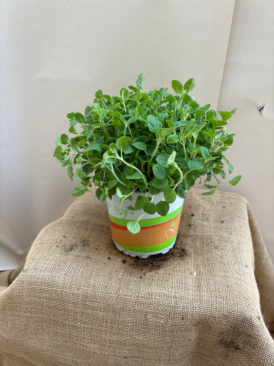 Oregano
