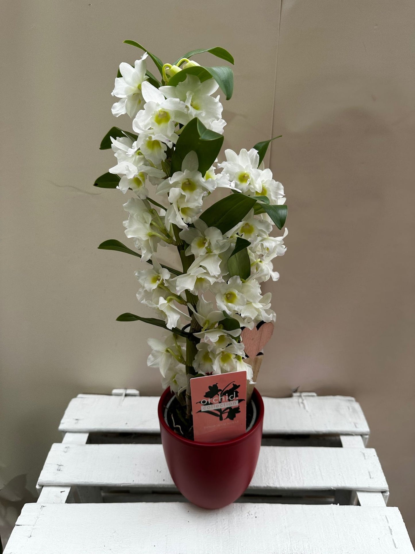 Orquídea Dendrobiun