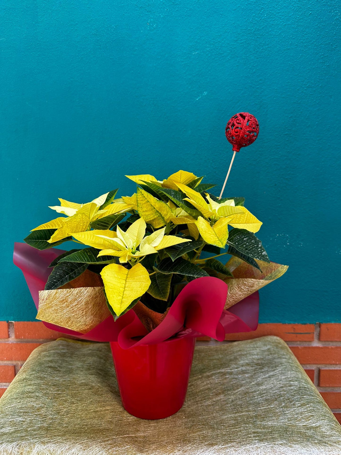 Pascuero Amarillo Decorado en Maceta Cerámica