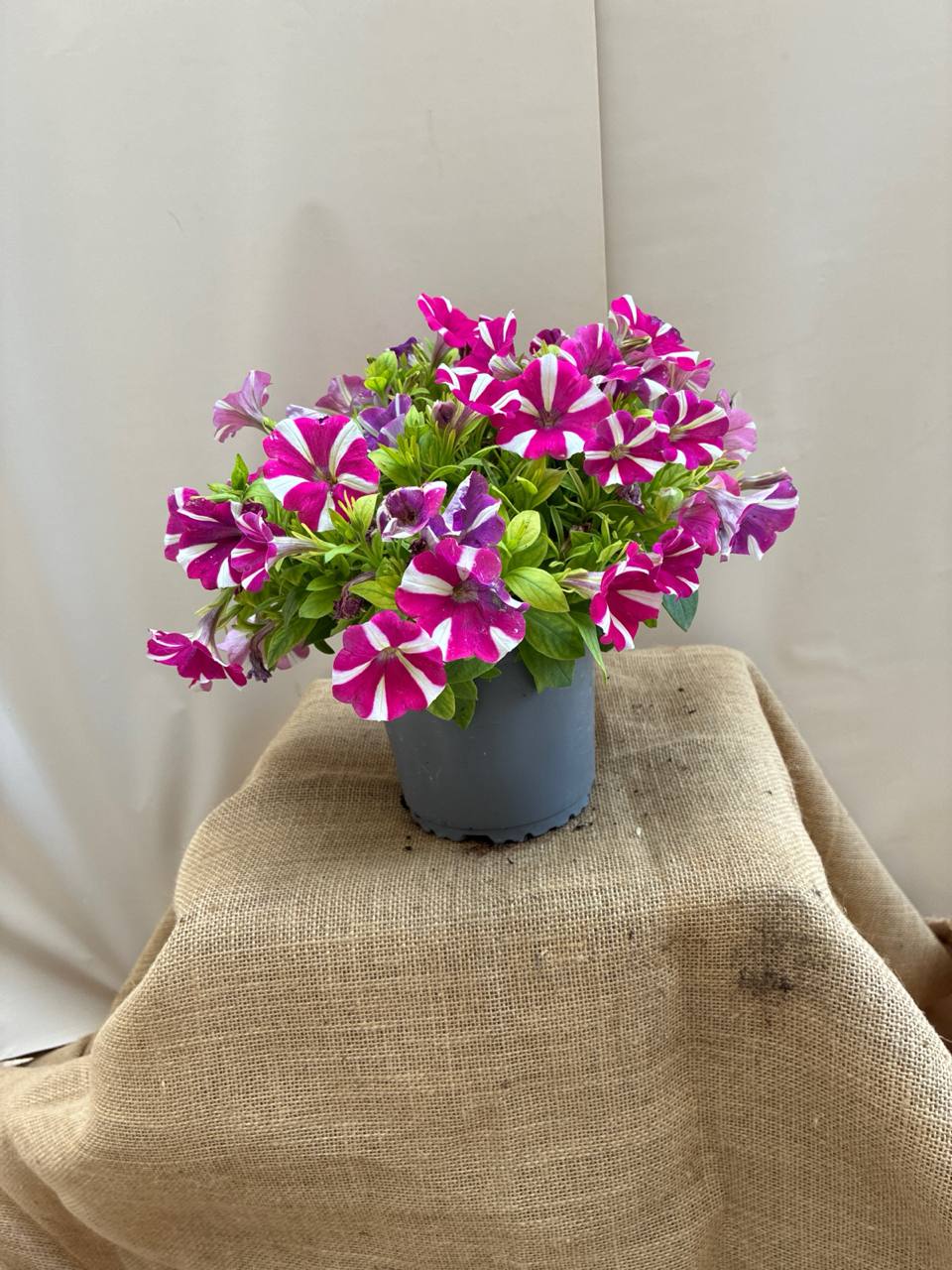 Petunia