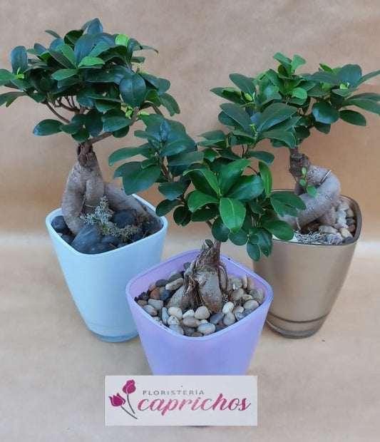 Planta Bonsai