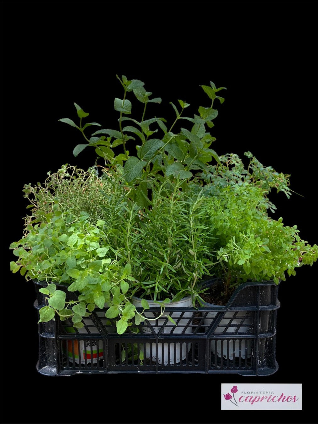 Caja de plantas aromáticas