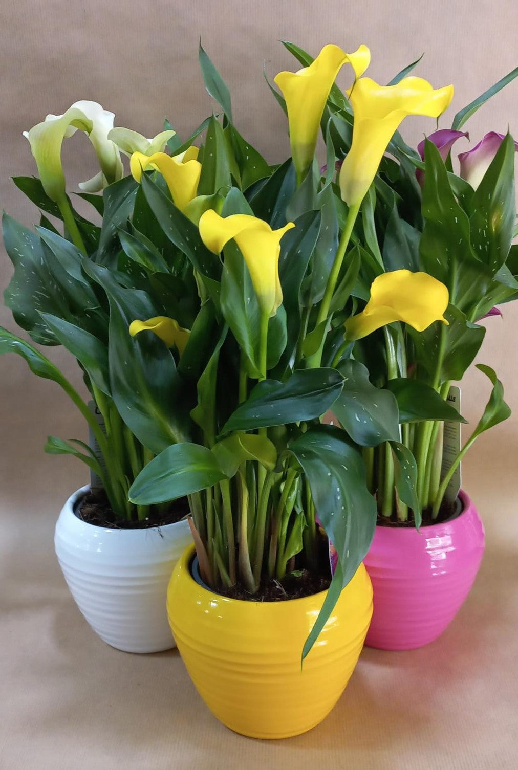 Plantas calas de colores