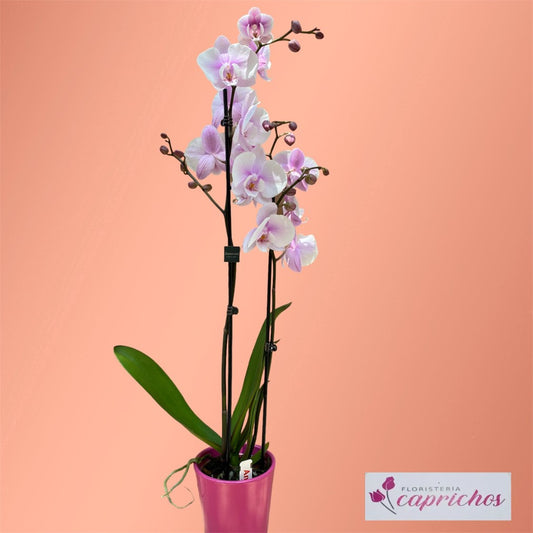 Planta Orquídea