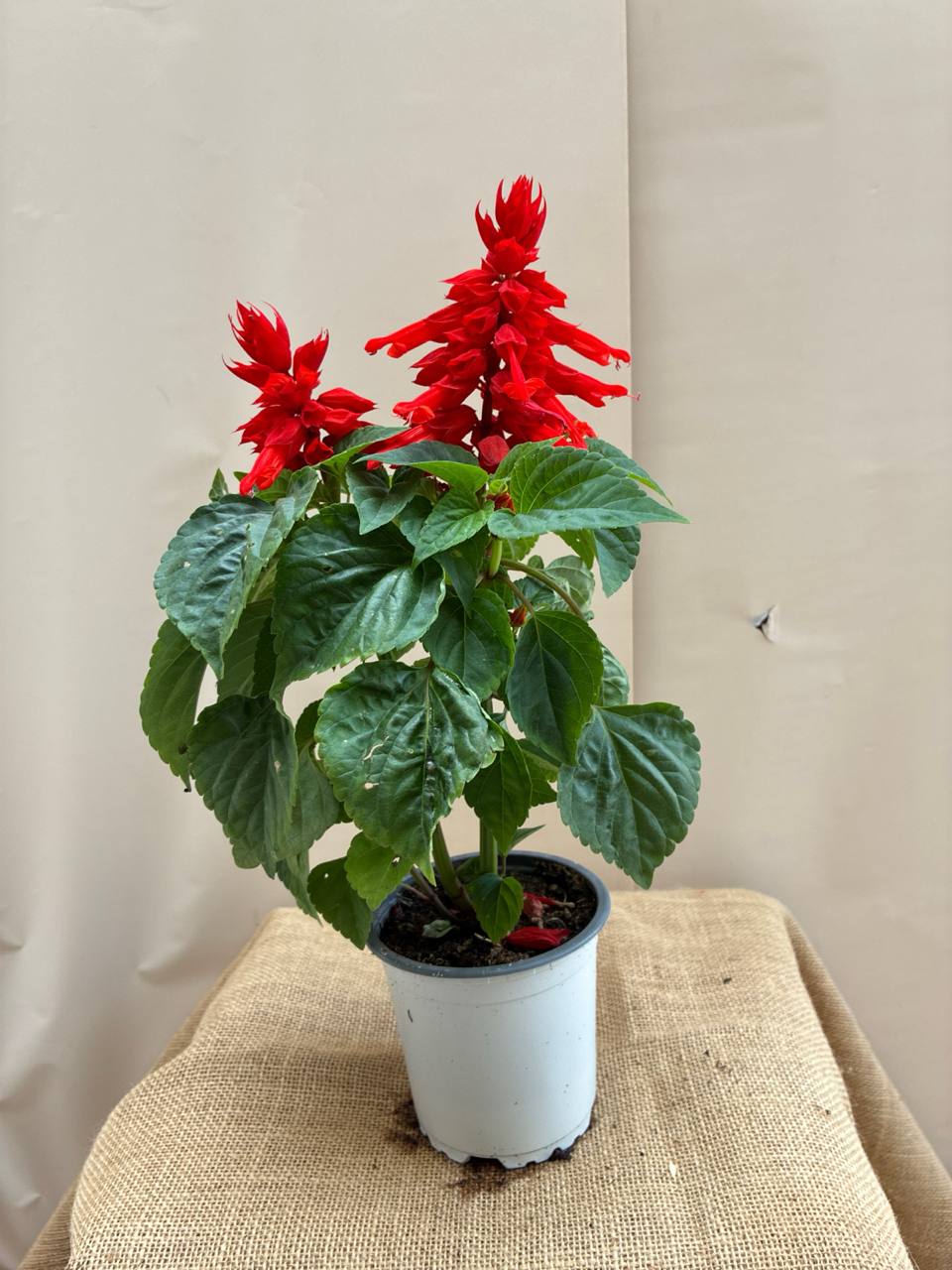 Red salvia officinalis