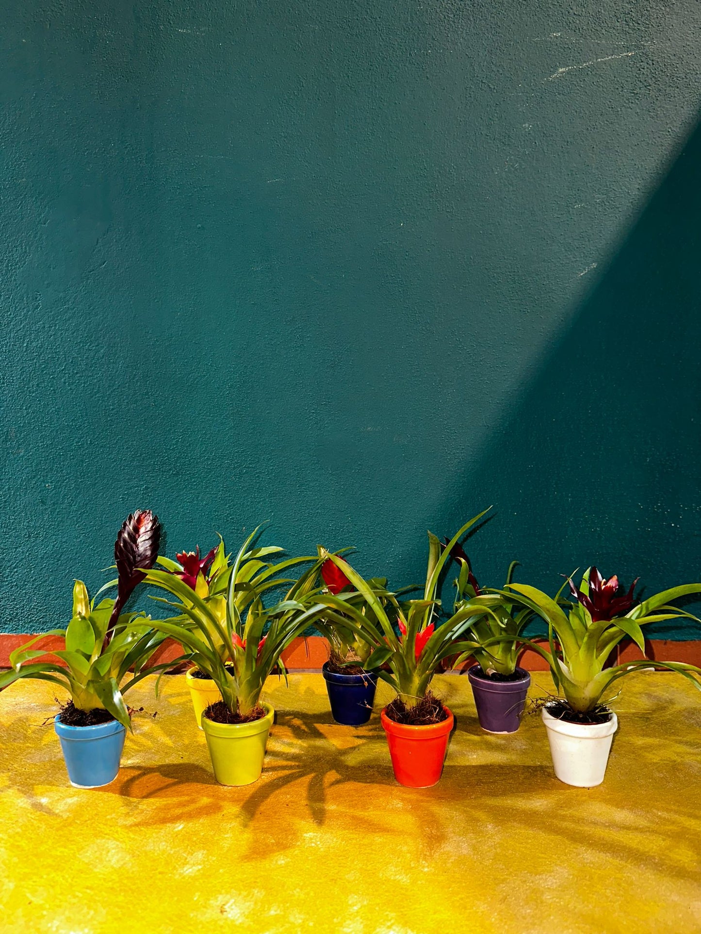 Tillansias mini con cubre macetas