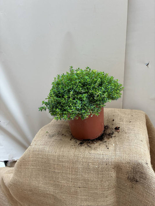 Thyme