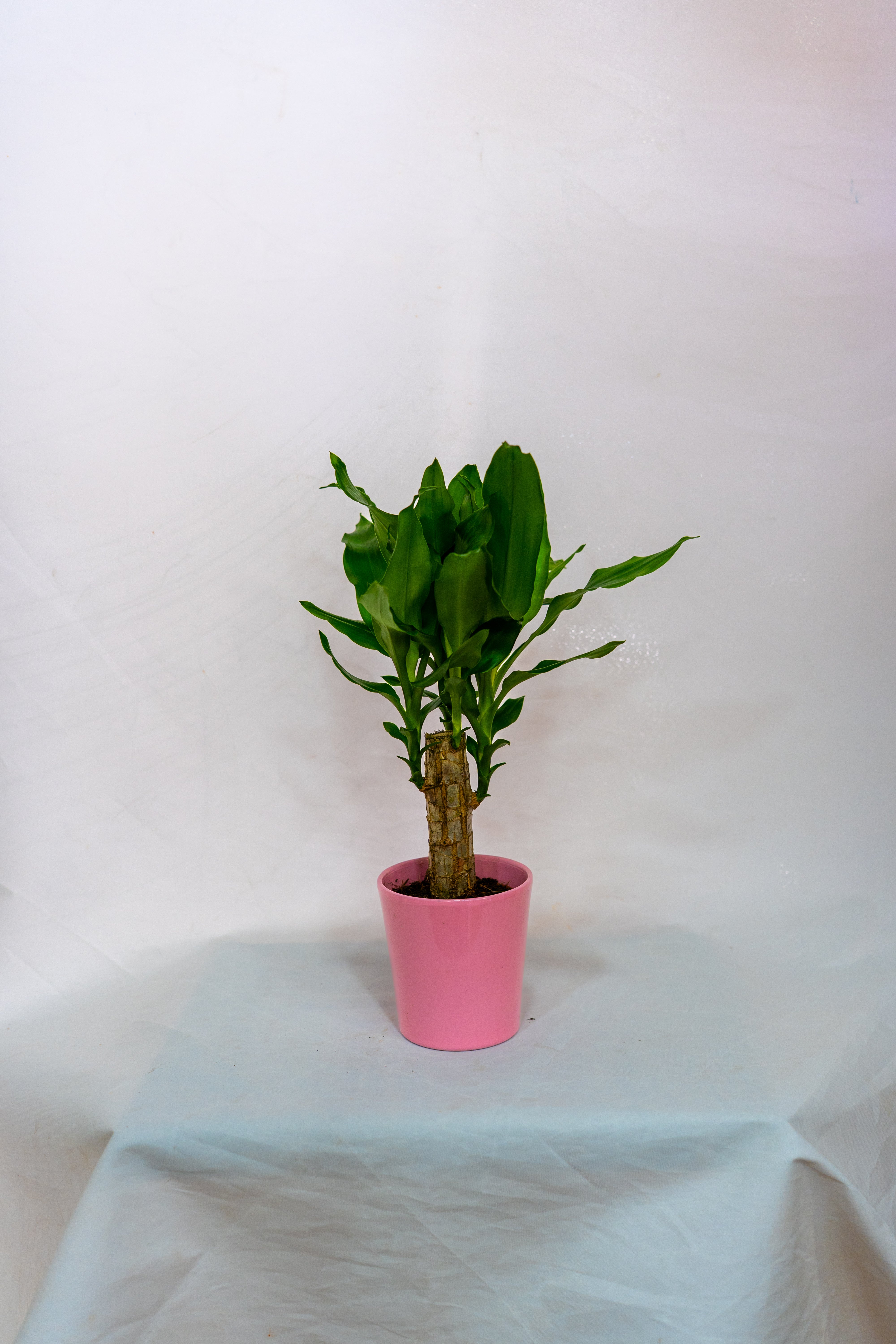 dracaena steudneri moonlight Brazilian trunk with pot cover – Floristería Capricho
