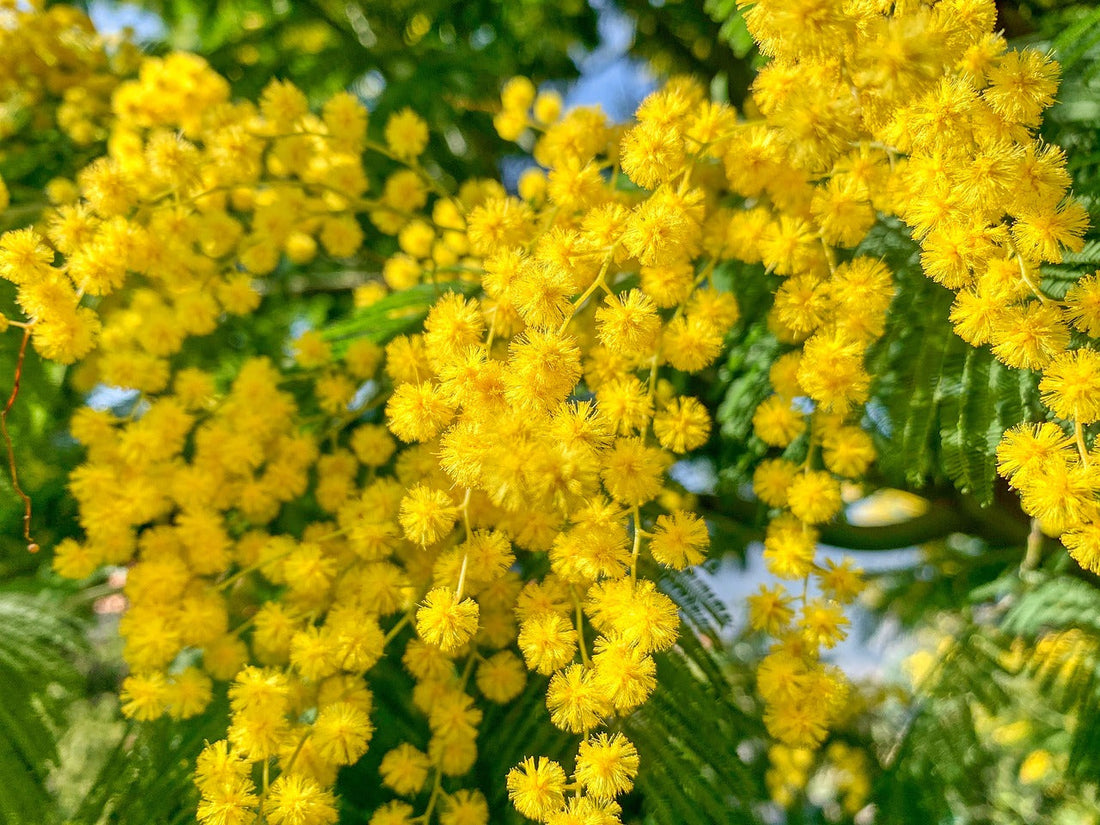 10 Flores Ideales Para Regalar en el Día Internacional de la Mujer 2025