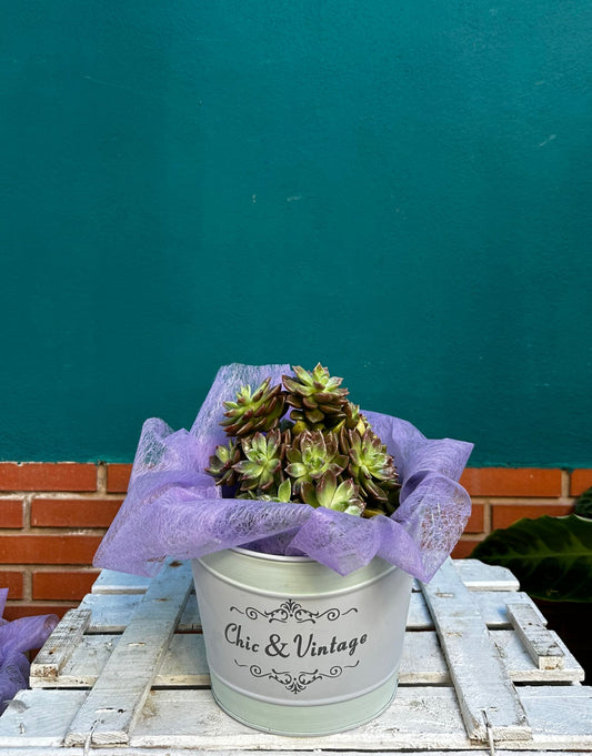 Aeonium buchardi ejemplar 25cms