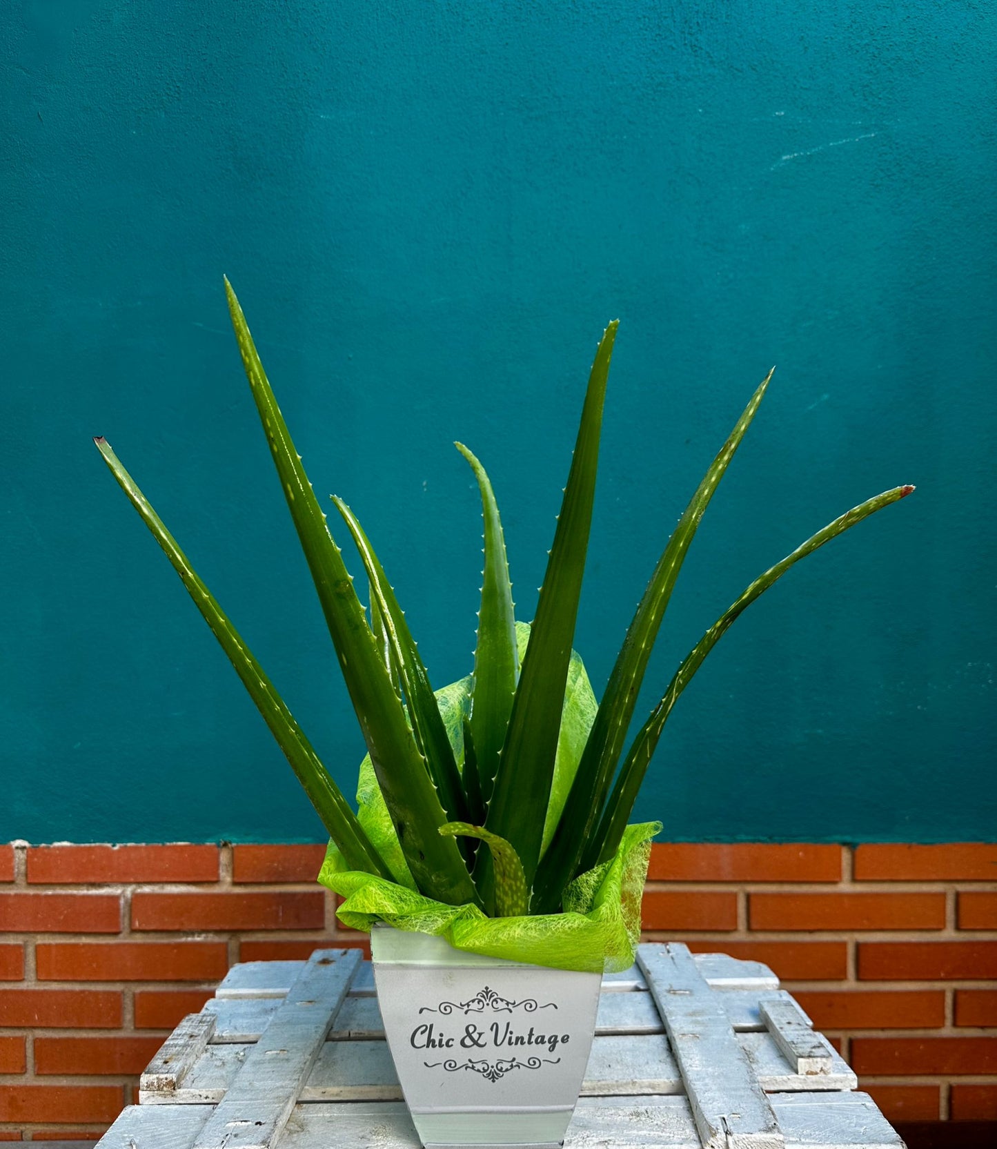 Aloe vera 25cms