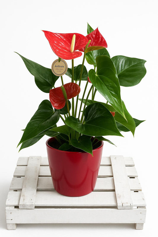 Anturio rojo