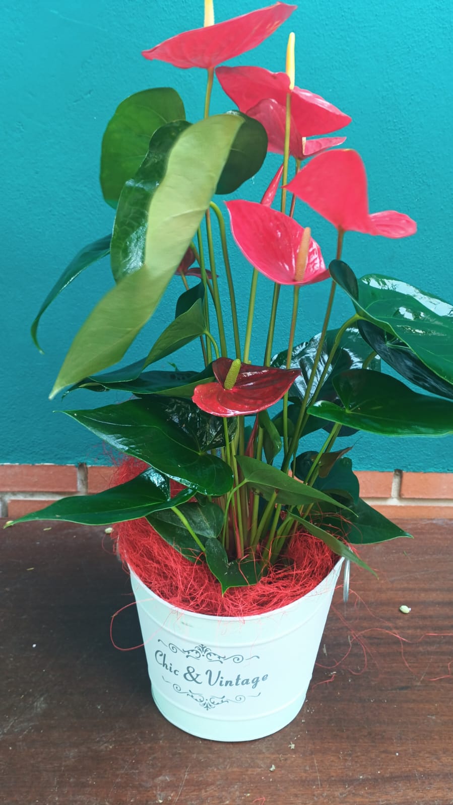 Anturio premium 65cms