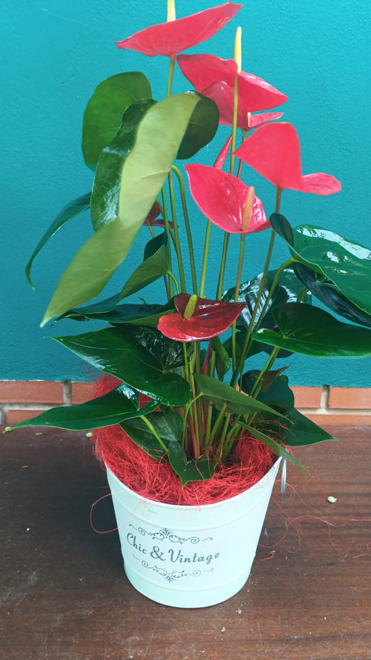 Anturio premium 65cms