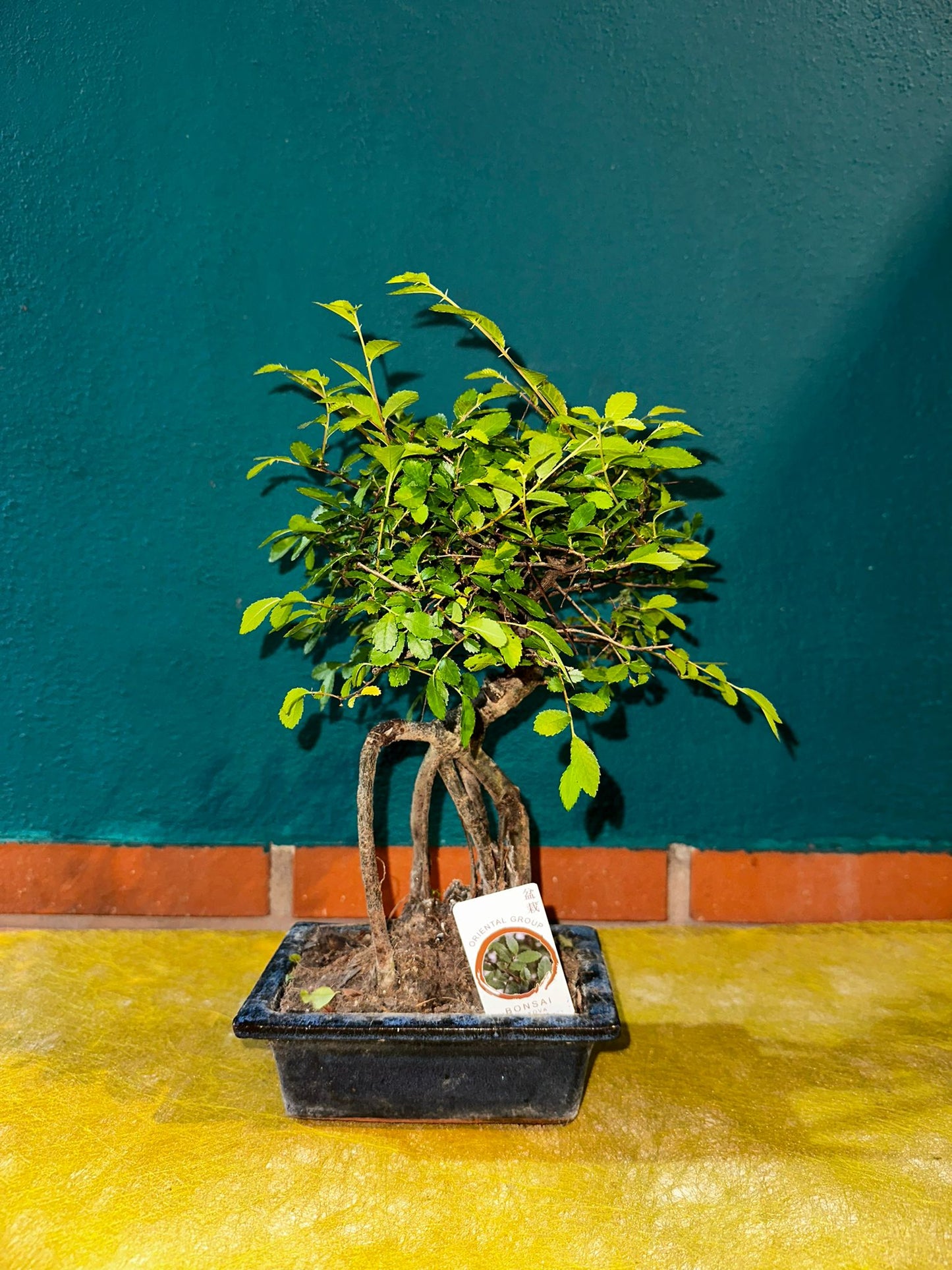 Bonsai sageretia 4 años