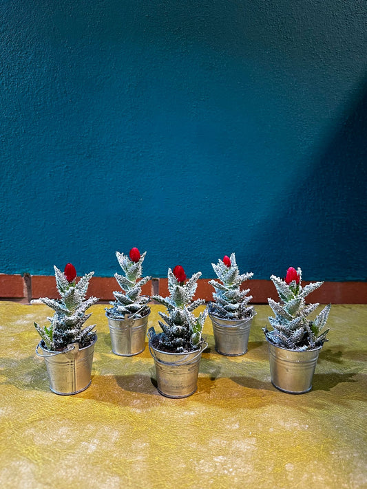 Mini cactus en cubitos