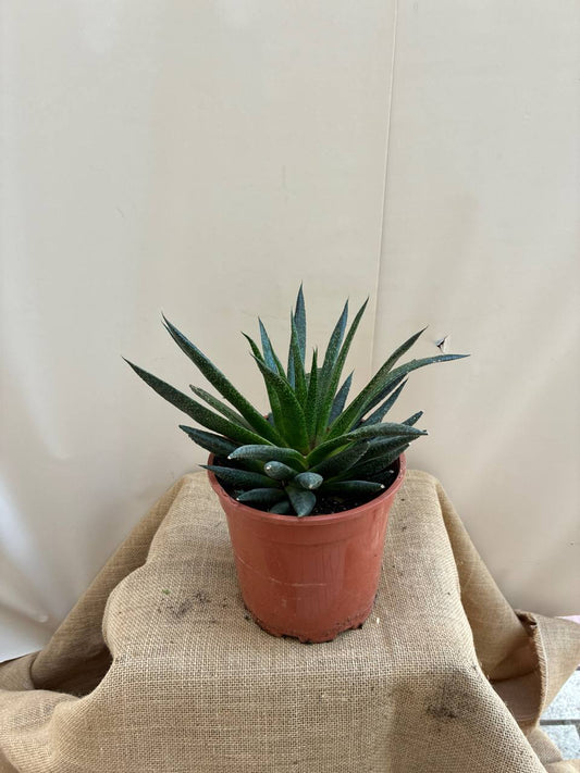 Cactus Grande 16cm