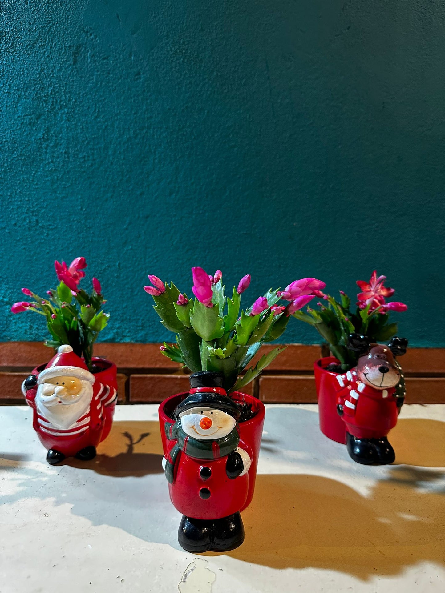 Cactus de Navidad en Maceta Navideña