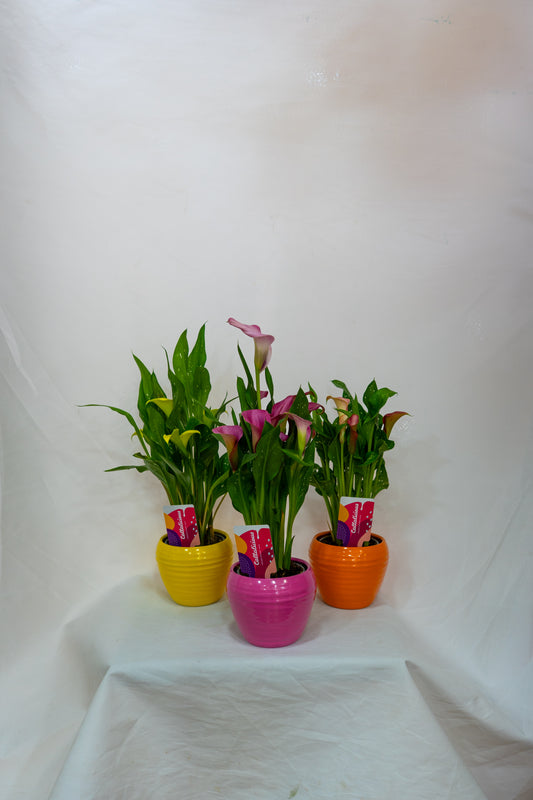 Cala plant in assorted colors