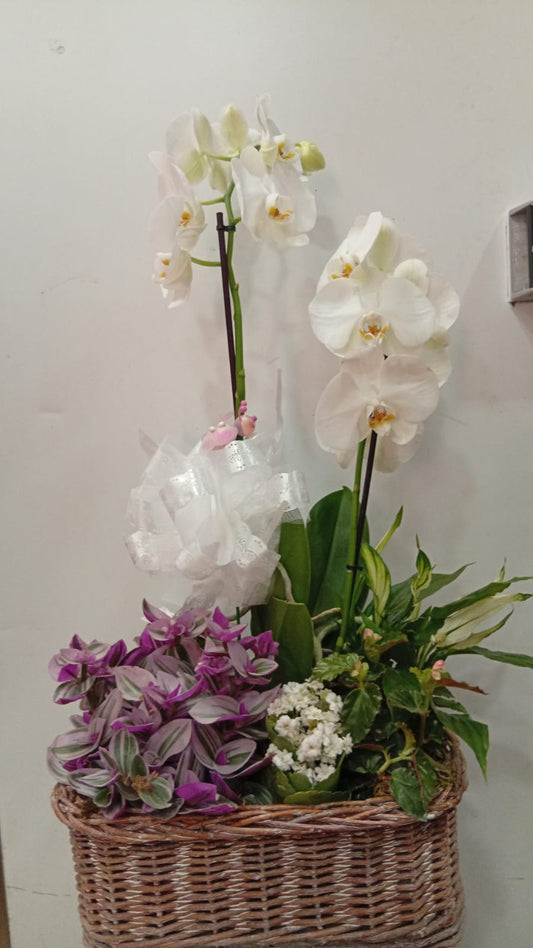 Cesta con Orquídea