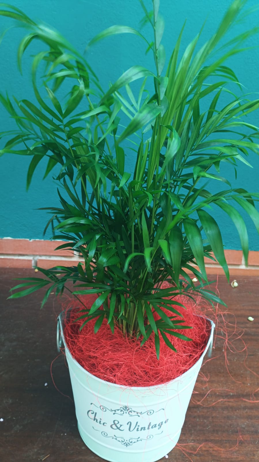 Chamadorea 60cms