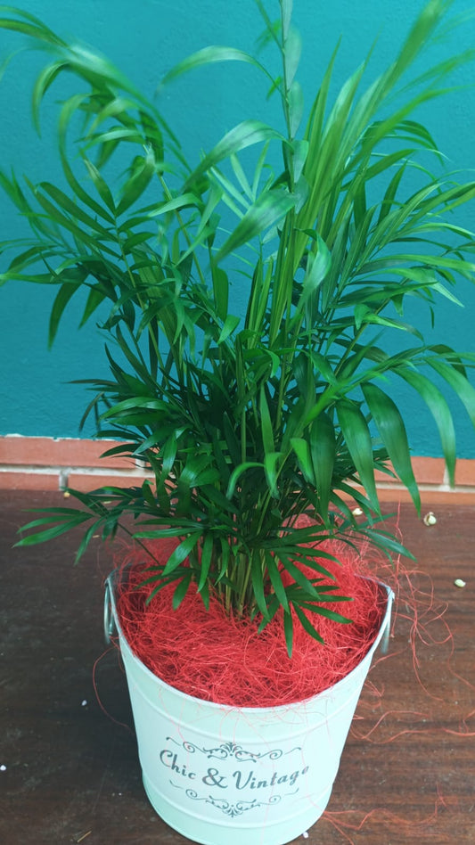 Chamadorea 60cms
