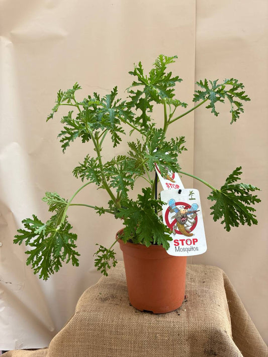 Citronela Antimosquitos