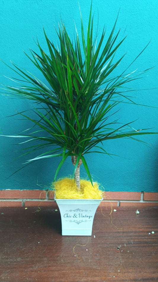 Dracena marginata 70cms